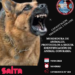 Capacitación en mordedura de animales, protocolos a seguir. Identificación de animal con rabia.